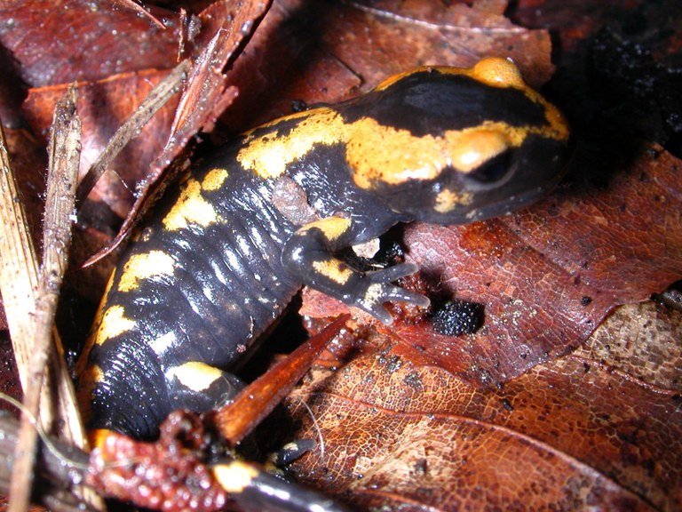 salamandra_salamandra12.jpg