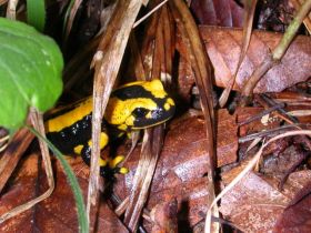 Feuersalamander im Tagesversteck