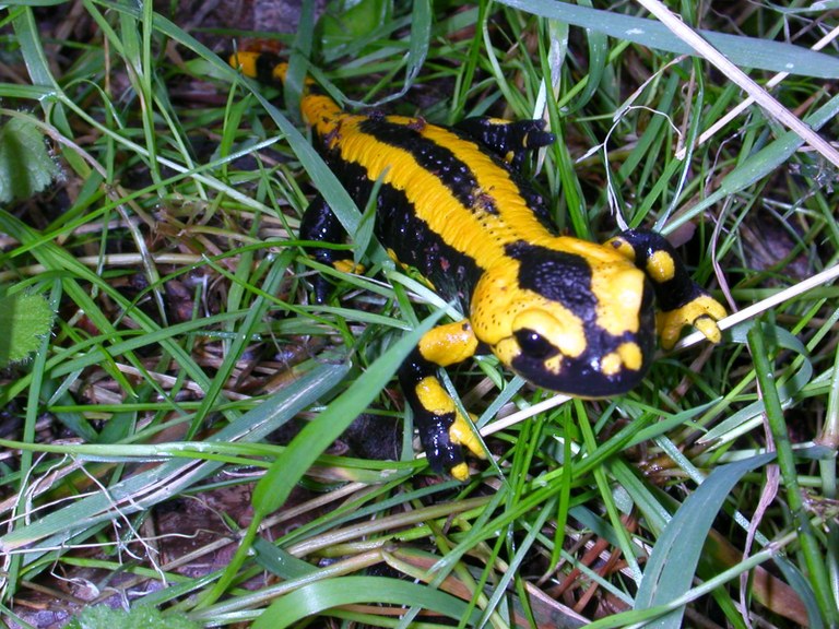 salamandra_salamandra3.jpg