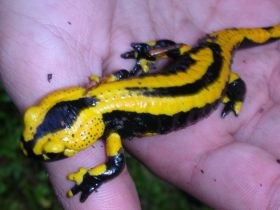 salamandra_salamandra4_280.jpg