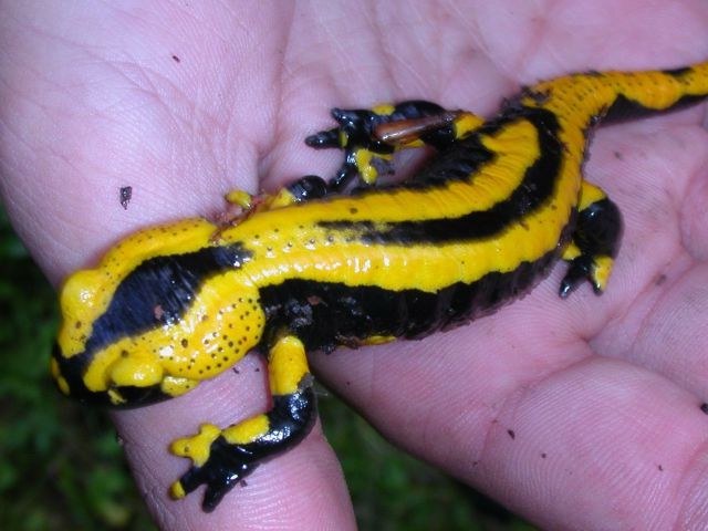 salamandra_salamandra4_640.jpg
