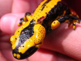 Feuersalamander aus der Nähe