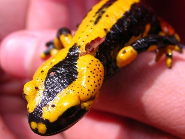 salamandra_salamandra5_640.jpg