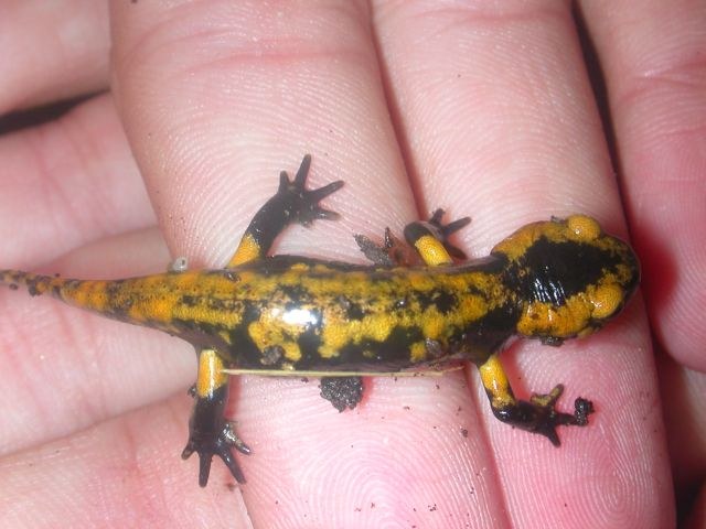 salamandra_salamandra6_640.jpg