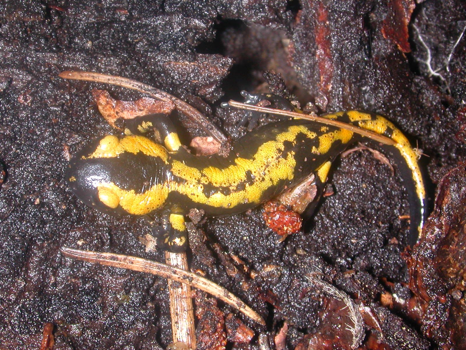 salamandra_salamandra7.jpg