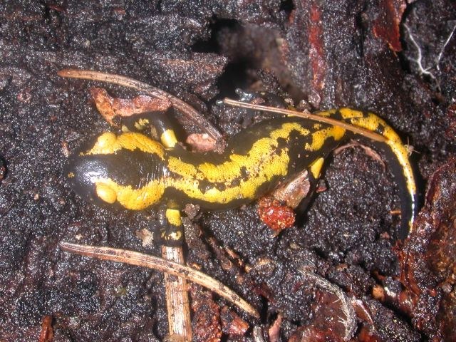 salamandra_salamandra7_640.jpg