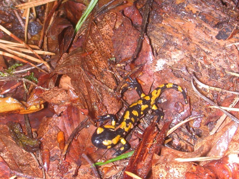 salamandra_salamandra8.jpg