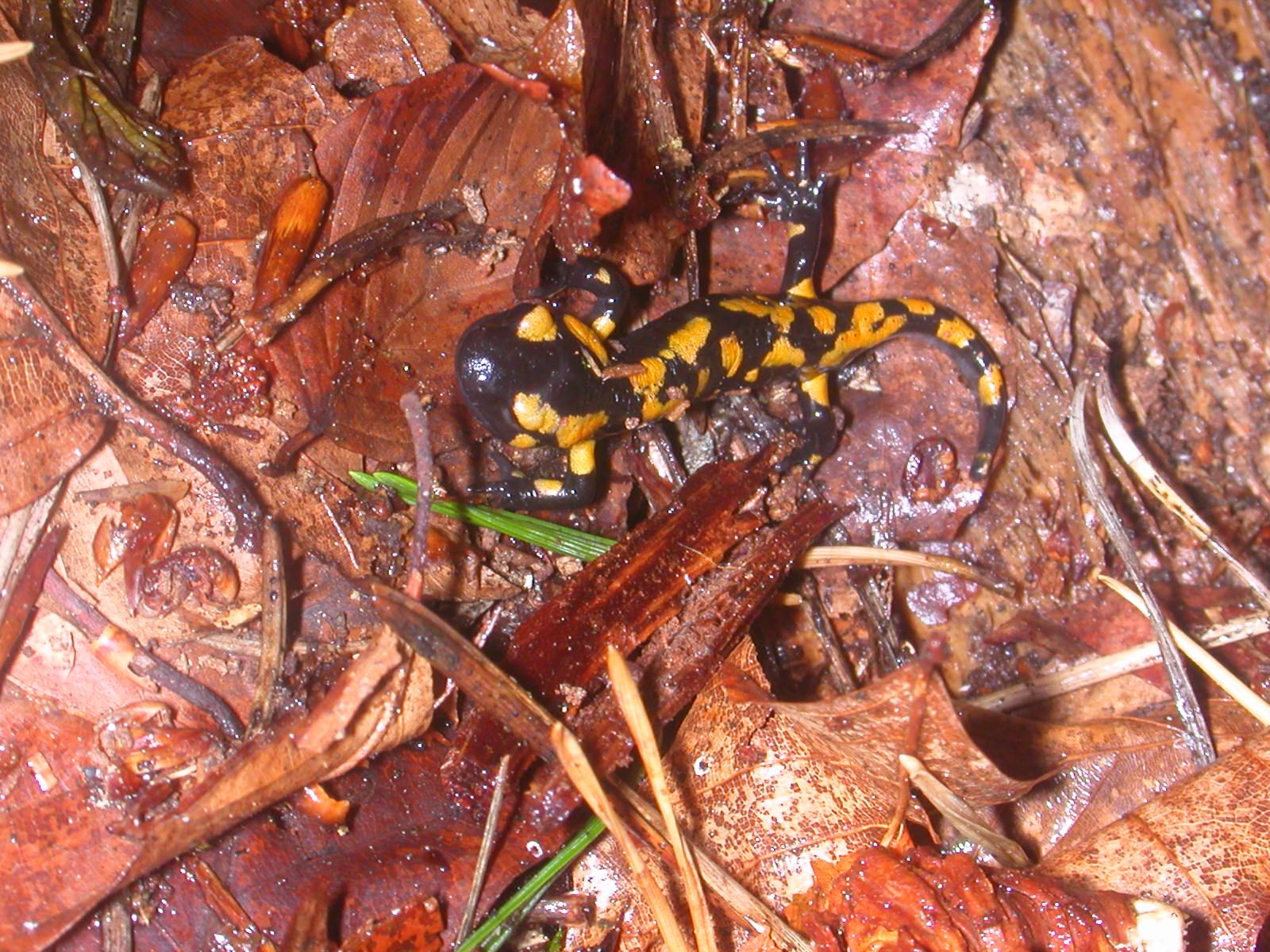 salamandra_salamandra9.jpg