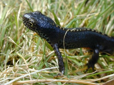 Weit verbreitet: Bergmolch (Triturus alpestris)