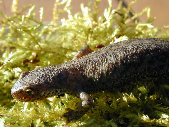 triturus_alpestris1.jpg