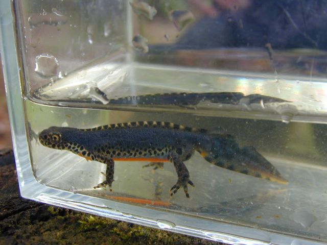 triturus_alpestris10.jpg