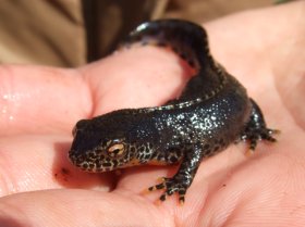 Bergmolch (Triturus alpestris), Männchen