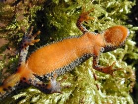 triturus_alpestris2_280.JPG triturus_alpestris2_280.JPG