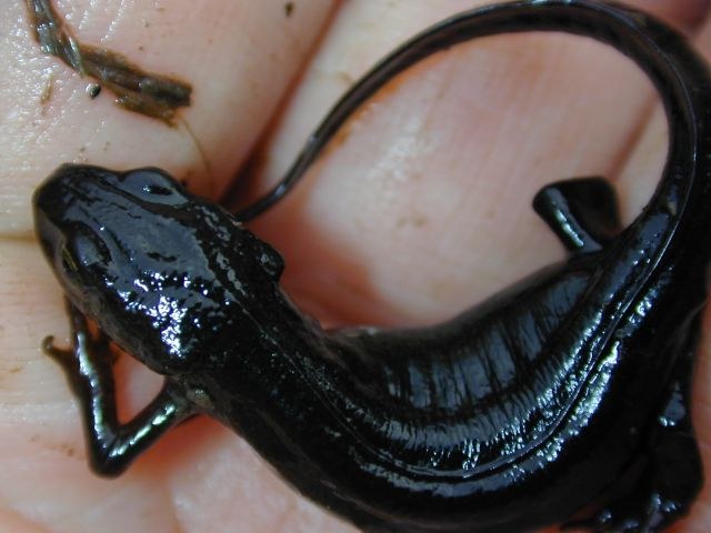 triturus_alpestris8.jpg