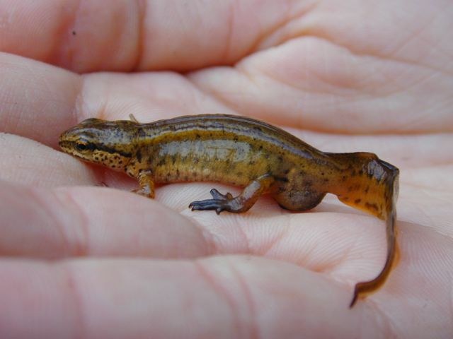 triturus_helveticus.jpg