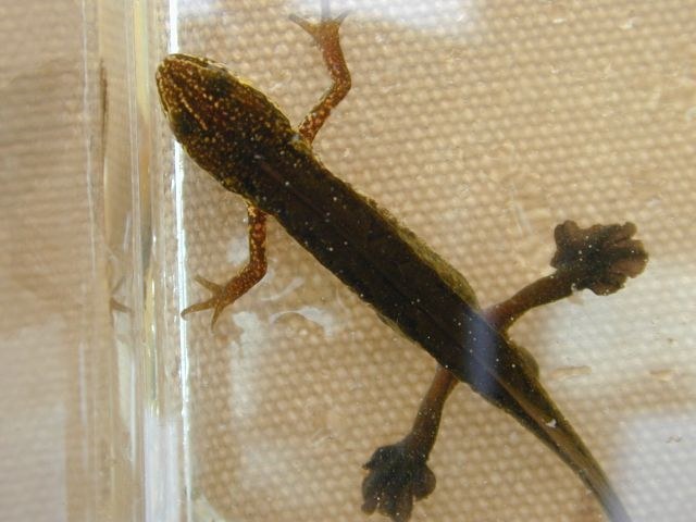 triturus_helveticus3.jpg