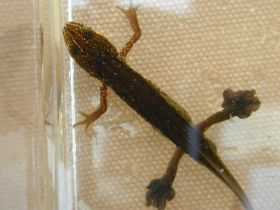 triturus_helveticus3_280.JPG