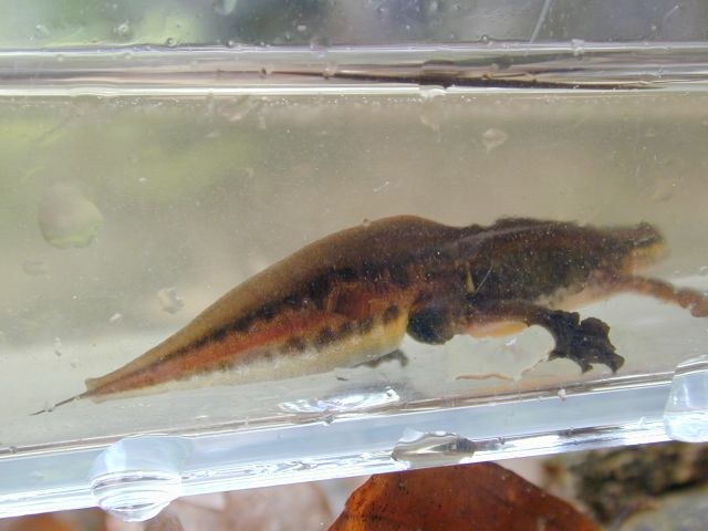 triturus_helveticus4.jpg