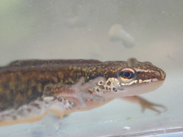 triturus_helveticus5.jpg