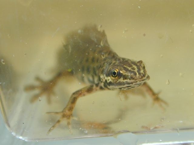 triturus_vulgaris4.jpg