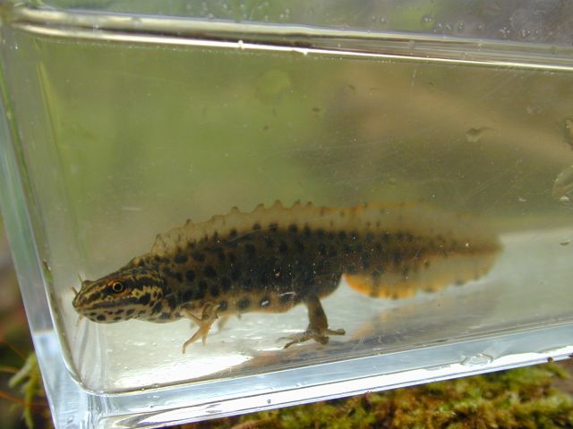 triturus_vulgaris5.jpg