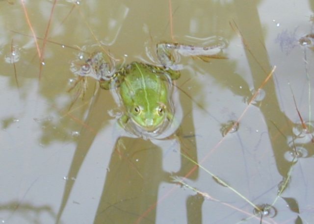 wasserfrosch2.jpg