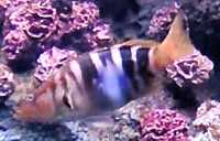 Sägebarsch (Serranus scriba)