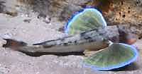 Knurrhahn