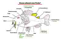 Merkmale der Fische