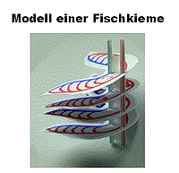 Modell Fischkieme