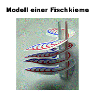 Fische3_ModellFischkieme.gif