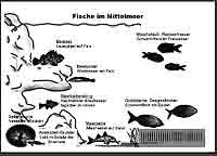 Fische7_LebensraumaufteilungLoesungsfolieMitText.jpg