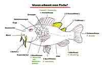 Fische1_MerkmaleDerFischeUnterrichtsganga.jpg Fische1_MerkmaleDerFischeUnterrichtsganga.jpg