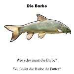 Fische2_TransferfrageFolie.jpg