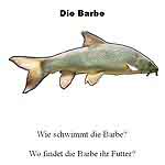 Fische2_TransferfrageFolie.jpg