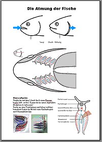 Fische3_AtmungDerFische.gif