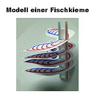 Fische3_ModellFischkieme.gif
