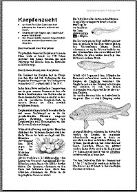 Fische4u5_GruppenpuzzleFischzucht1.gif Fische4u5_GruppenpuzzleFischzucht1.gif