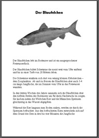 Fische6_FischfangBlaufelchenInfofolieKopie.gif