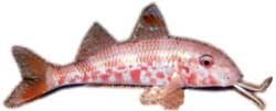 Mullus_surmulletus.jpg