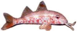 Mullus_surmulletus.jpg