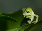 Junges Chamäleon im Schulterrarium