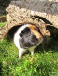 meerschweinchen.jpg meerschweinchen.jpg