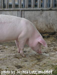 schweine.jpg