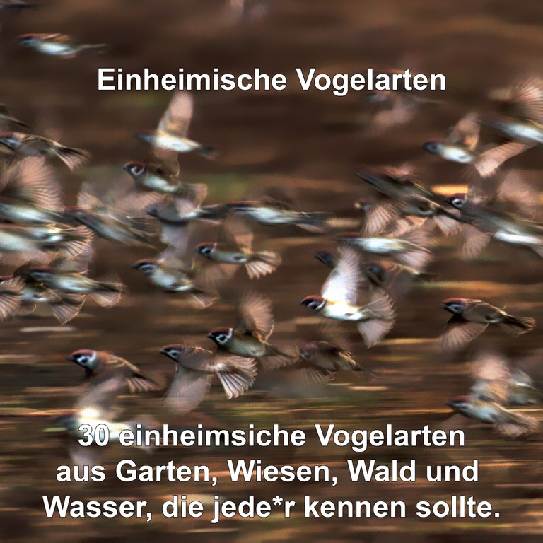 Vogelarten