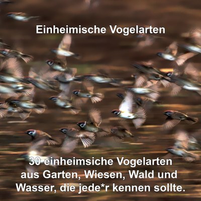 Einheimische Vogelarten