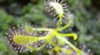 Drosera capensis