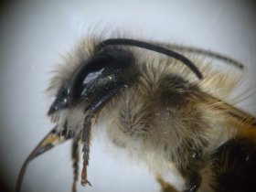 Die Langhornbiene (Eucera longicornis), eine Wildbiene