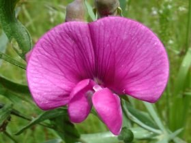 lathyrus_latifolius_280.jpg