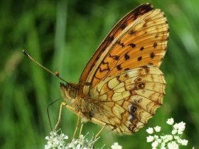 argynnis_paphia5_280.jpg